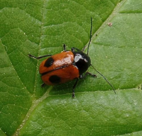 Réf. 143 008 : Cryptocephalus bipunctatus