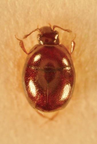 Acritus nigricornis