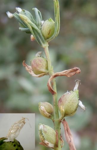 Zeuxidiplosis giardi