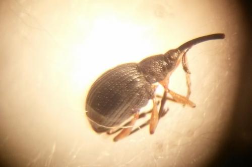 Protapion sp.