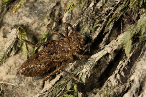 Oxygastra curtisii