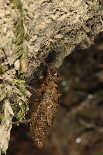 Oxygastra curtisii