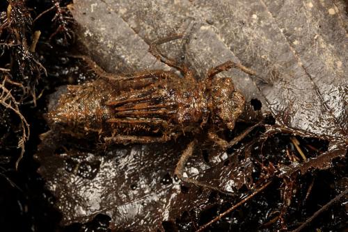 Oxygastra curtisii