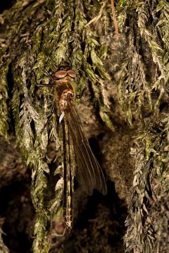 Oxygastra curtisii