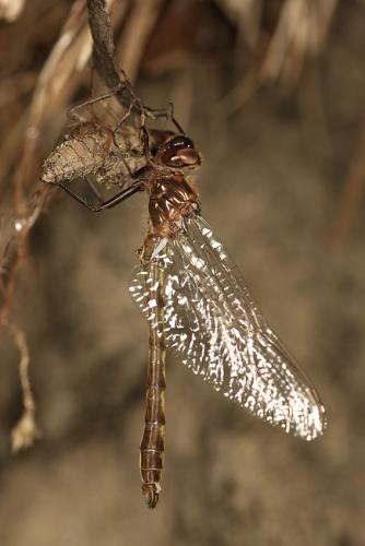 Oxygastra curtisii