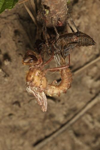 Oxygastra curtisii