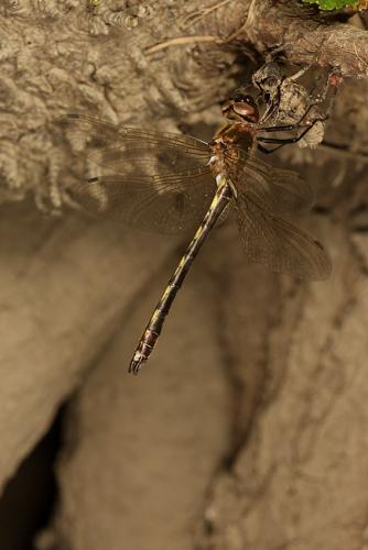 Oxygastra curtisii