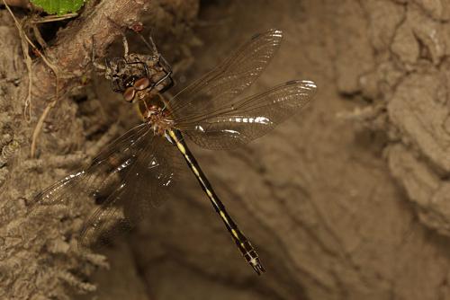 Oxygastra curtisii