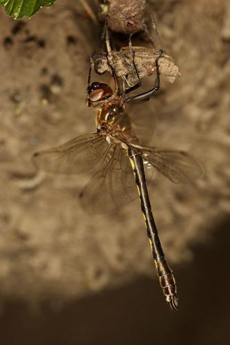 Oxygastra curtisii