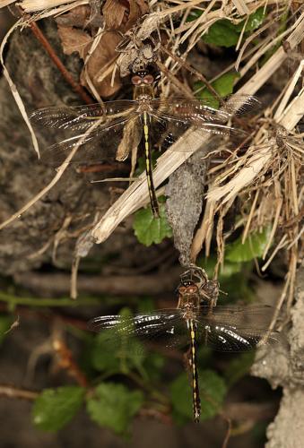 Oxygastra curtisii