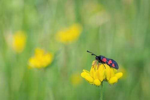 Zygaena trifolii