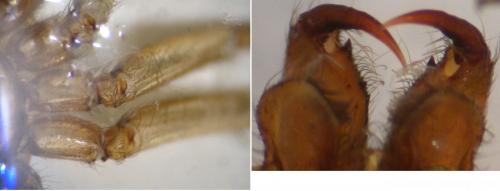 Réf. 143 022 : Drassodes cupreus