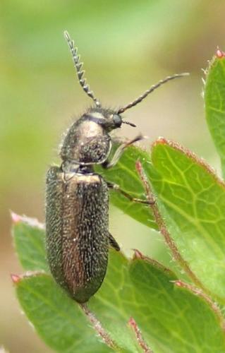 Aplocnemus sp.
