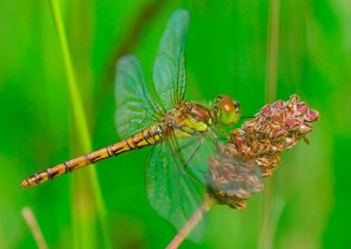 Sympetrum striolatum