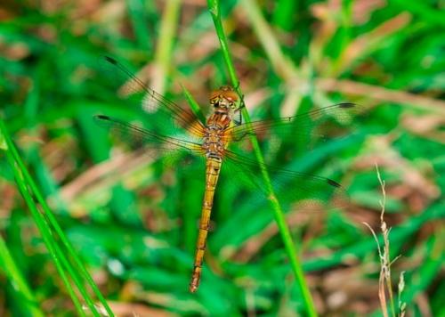 Sympetrum striolatum