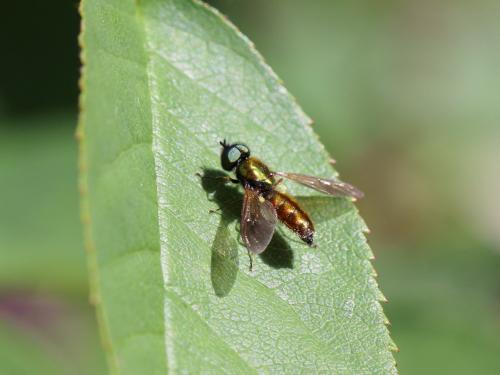 Réf. 143 224 : Chloromyia formosa