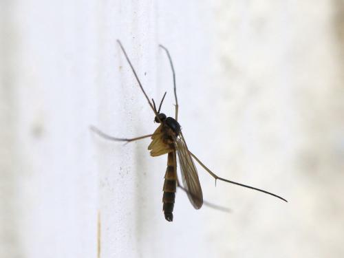 Réf. 143 535 : Orfelia nemoralis