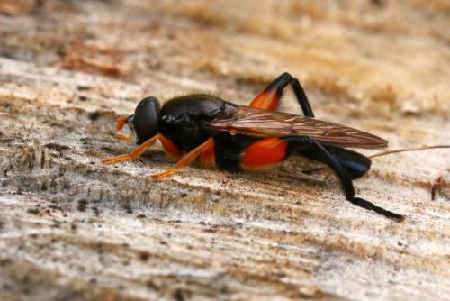 Réf. 143 183 : Chalcosyrphus femoratus