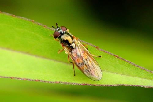 Melanostoma mellinum