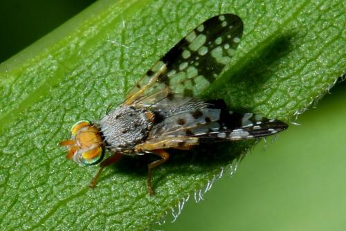Oxyna sp.
