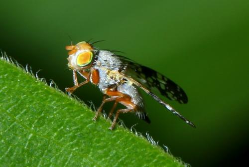 Oxyna sp.