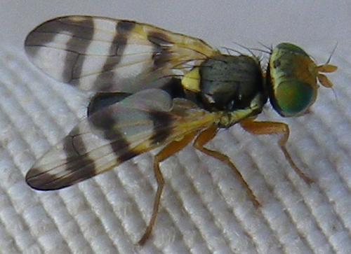 Réf. 143 204 : Urophora jaceana