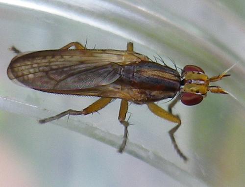 Limnia unguicornis