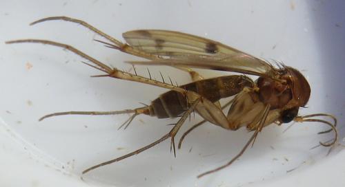 Réf. 143 722 : Mycetophila ornata