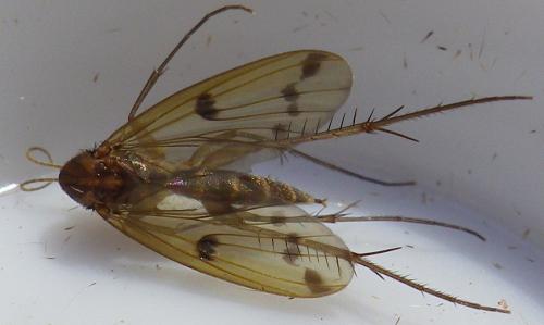 Mycetophila ornata