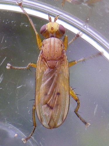 Tetanocera ferruginea