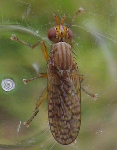 Pherbina coryleti