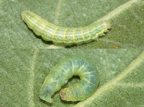 Operophtera brumata