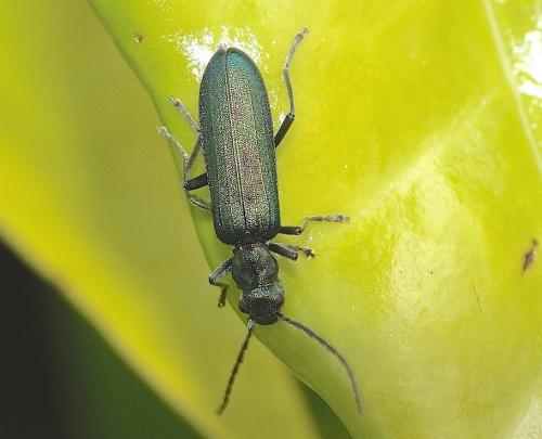 Réf. 143 139 : Ischnomera sp.