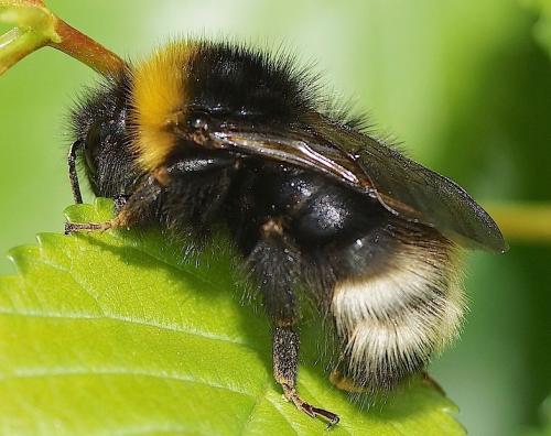 Bombus sylvestris