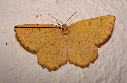 Angerona prunaria