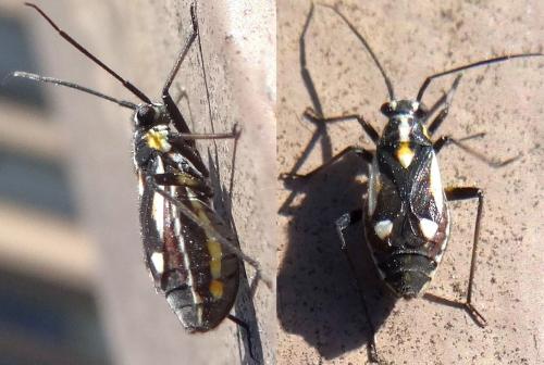 Capsodes sulcatus