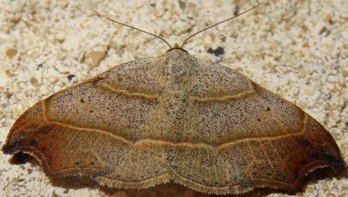 Réf. 143 286 : Laspeyria flexula