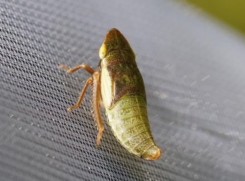 Aphrodes makarovi