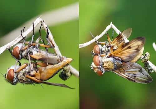 Ectophasia crassipennis