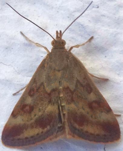 Pyrausta despicata