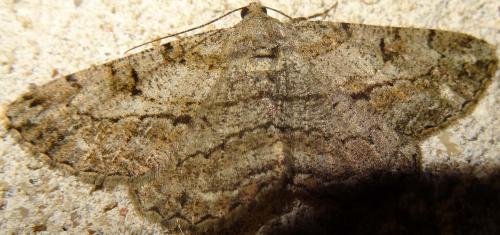 Réf. 143 719 : Peribatodes rhomboidaria