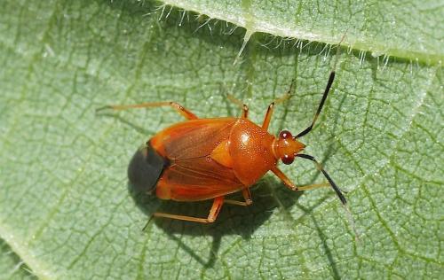 Réf. 143 313 : Deraeocoris ruber