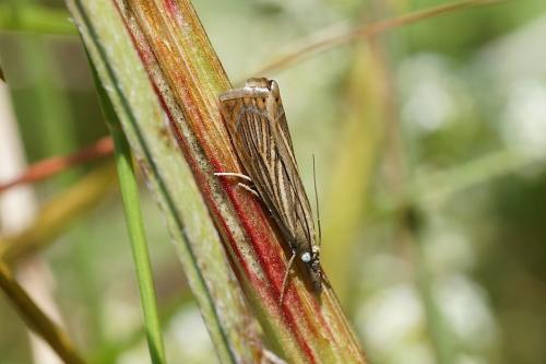 Réf. 143 288 : Chrysoteuchia culmella