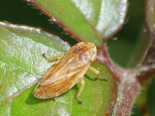 Philaenus spumarius