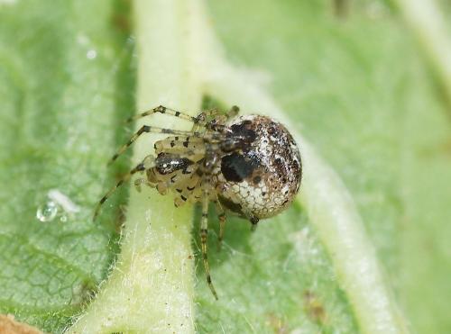Réf. 143 434 : Platnickina tincta