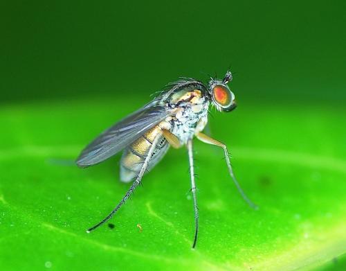 Dolichopus sp.
