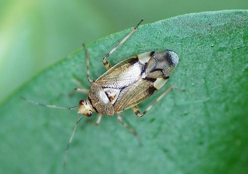 Réf. 143 363 : Deraeocoris flavilinea