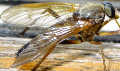 Rhagio tringarius