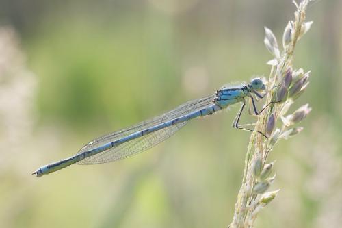 Erythromma lindenii