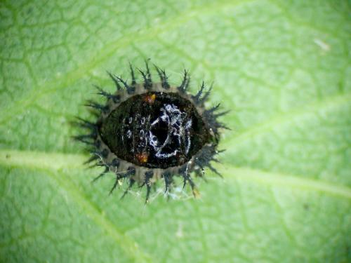 Chilocorus renipustulatus